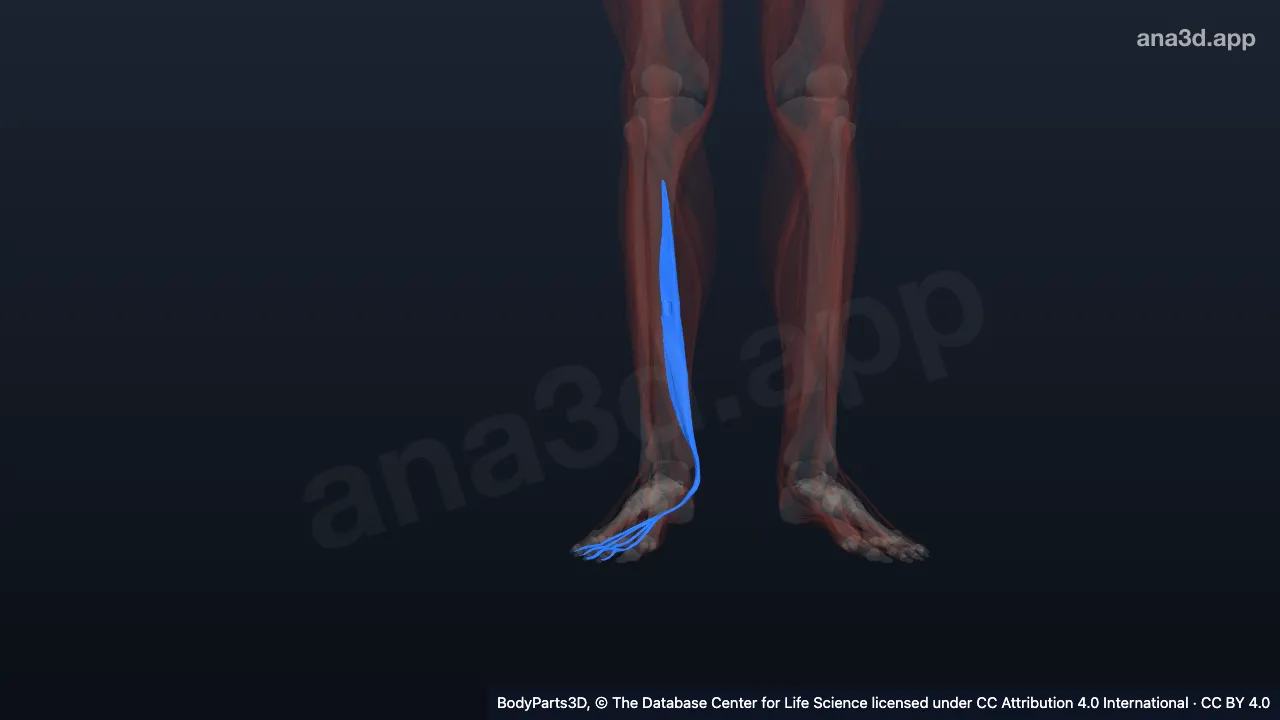 3D model: right flexor digitorum longus