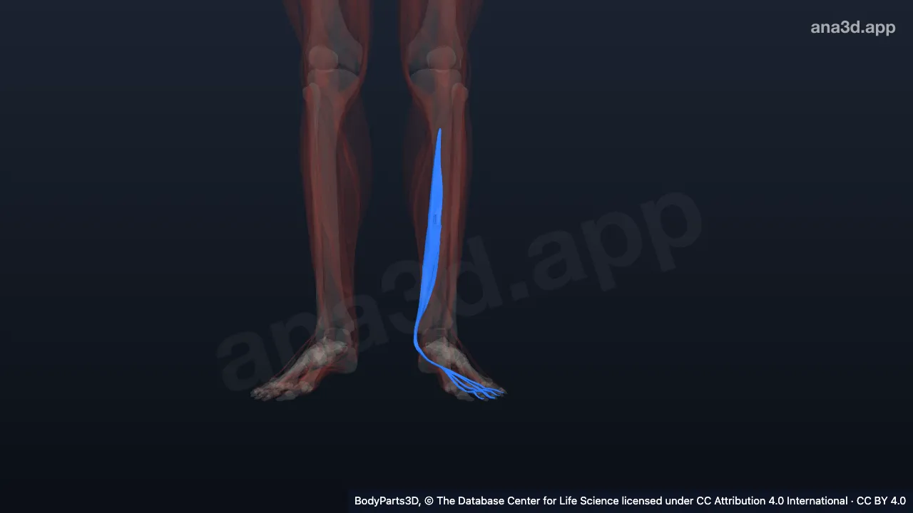 3D model: left flexor digitorum longus