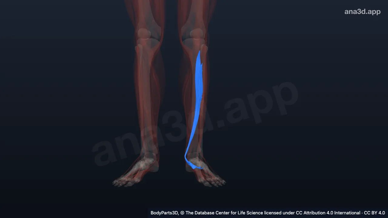 3D model: left tibialis posterior