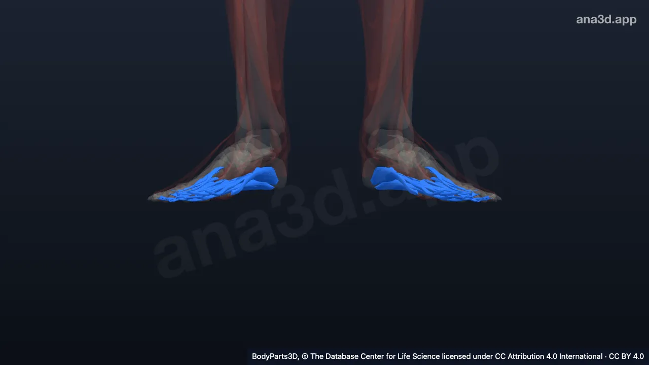 Modèle 3D : muscle intrinsèque de la partie plantaire du pied