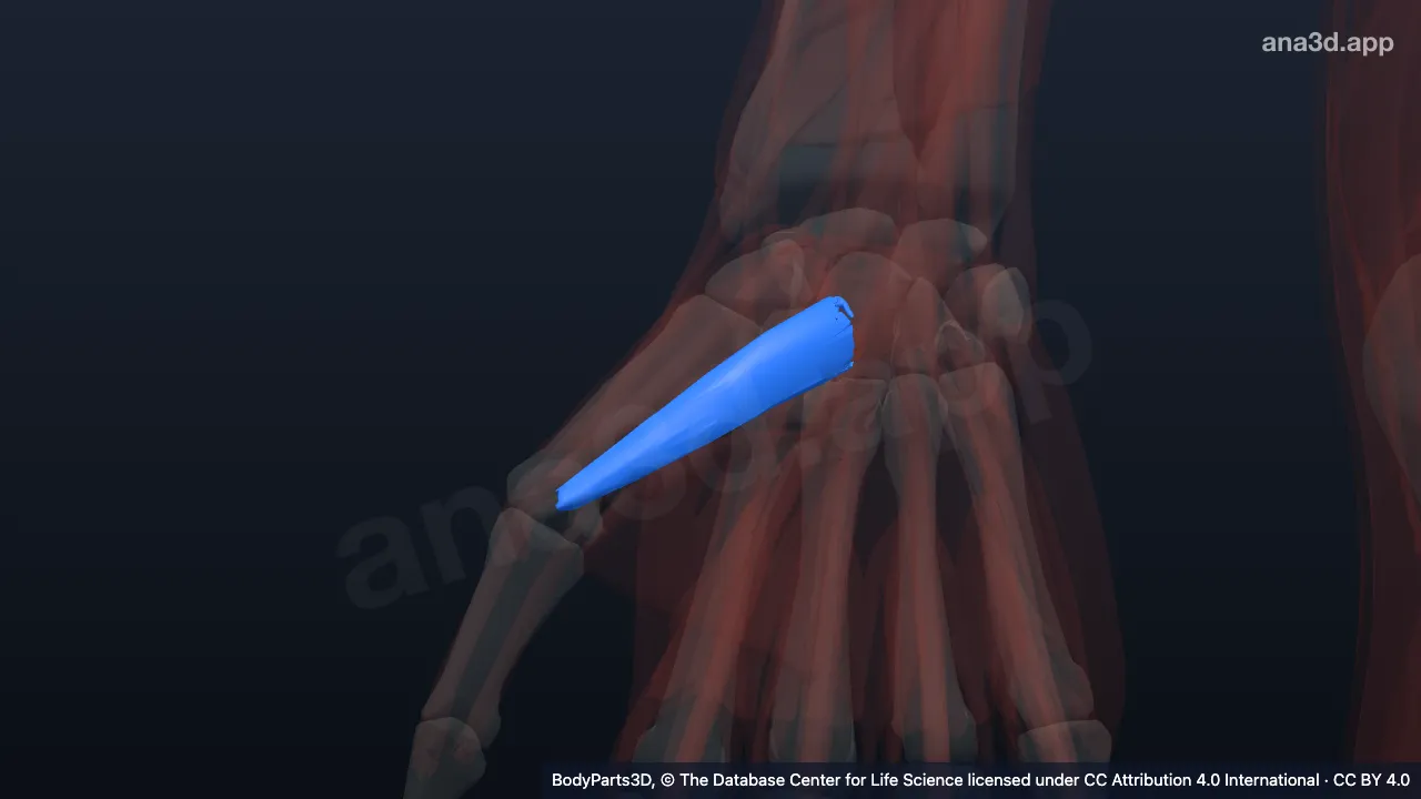 3D model: superficial head of right flexor pollicis brevis