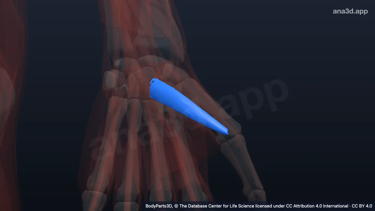 3D model: superficial head of left flexor pollicis brevis