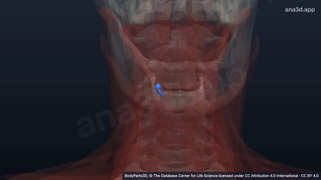 3D model: intermediate tendon