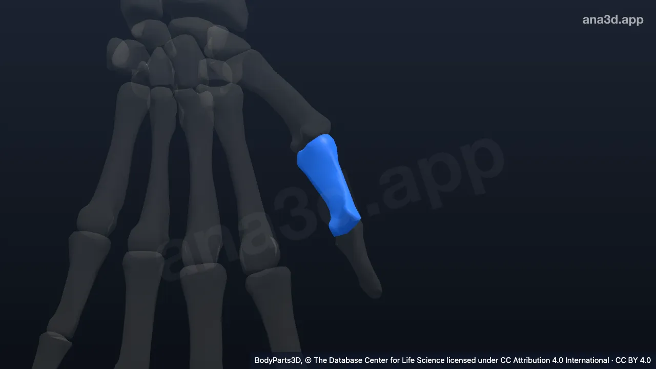 Modèle 3D : Phalange proximale du pouce gauche