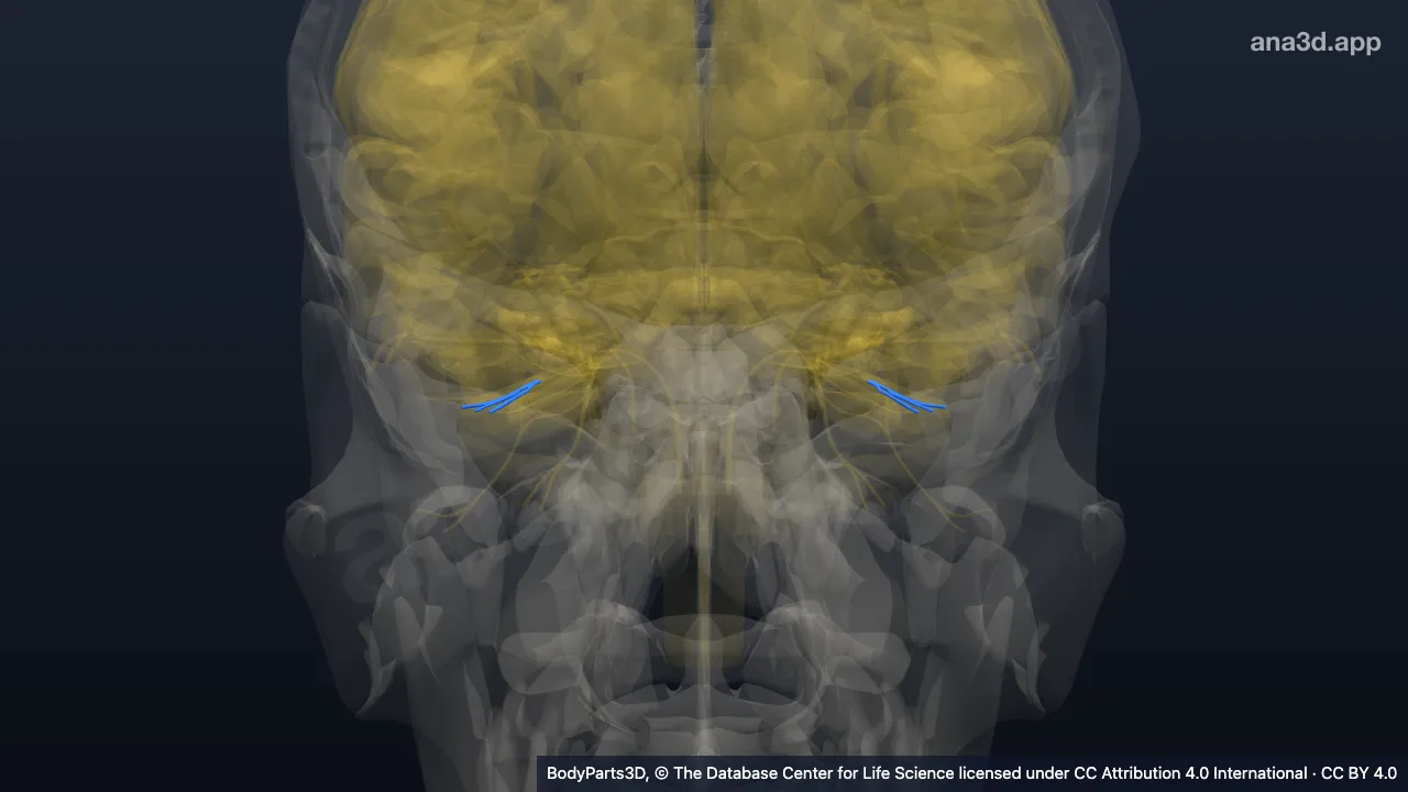 3D model: subdivision of parasympathetic nervous system