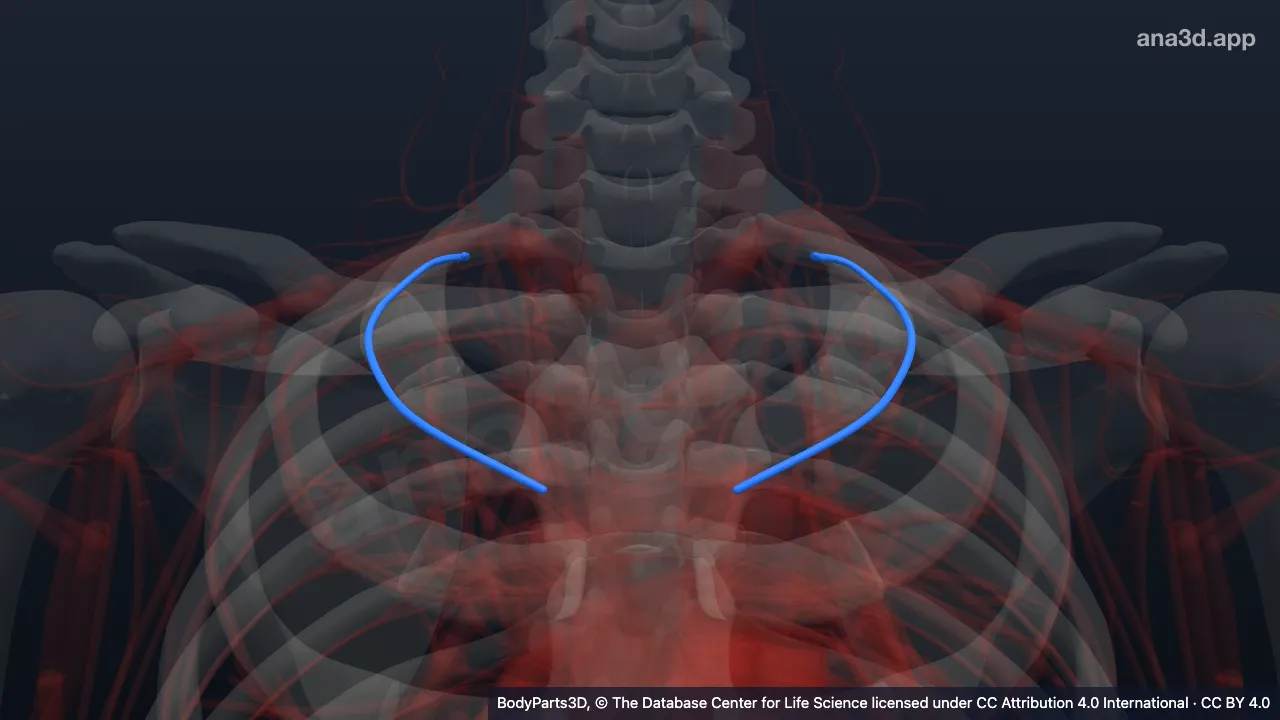 Model 3D: Arteri interkostalis posterior ke-1
