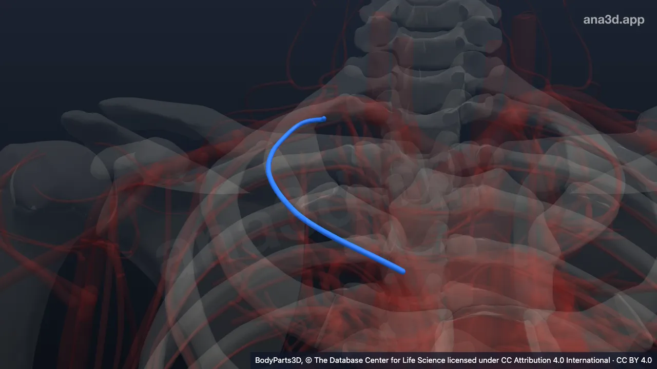 3D model: right first posterior intercostal artery