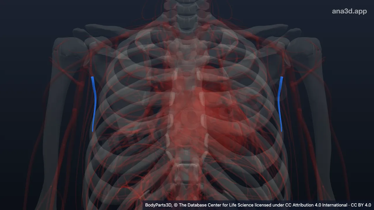 3D model: thoracodorsal artery