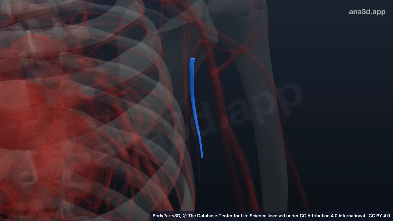 3D model: left thoracodorsal artery