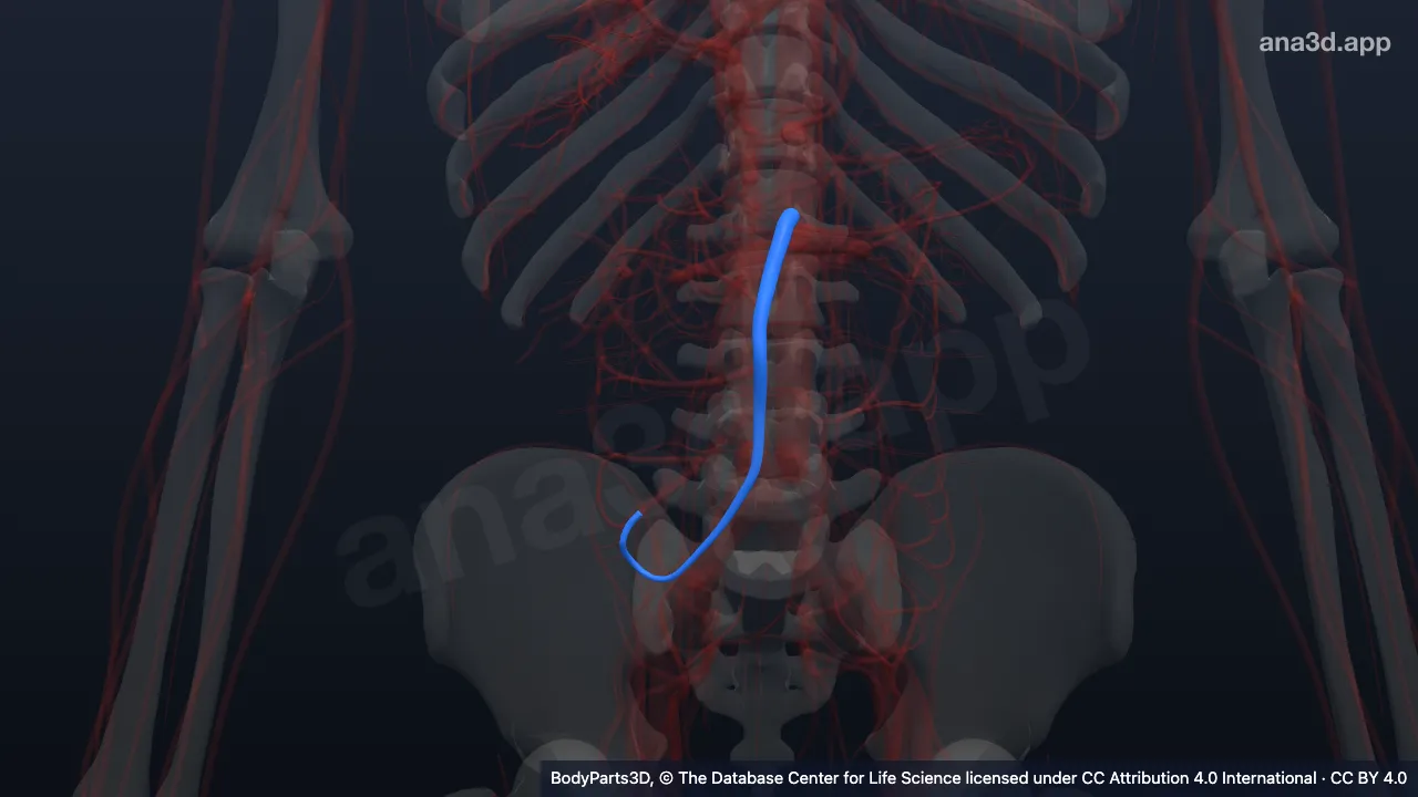 3D model: trunk of superior mesenteric artery