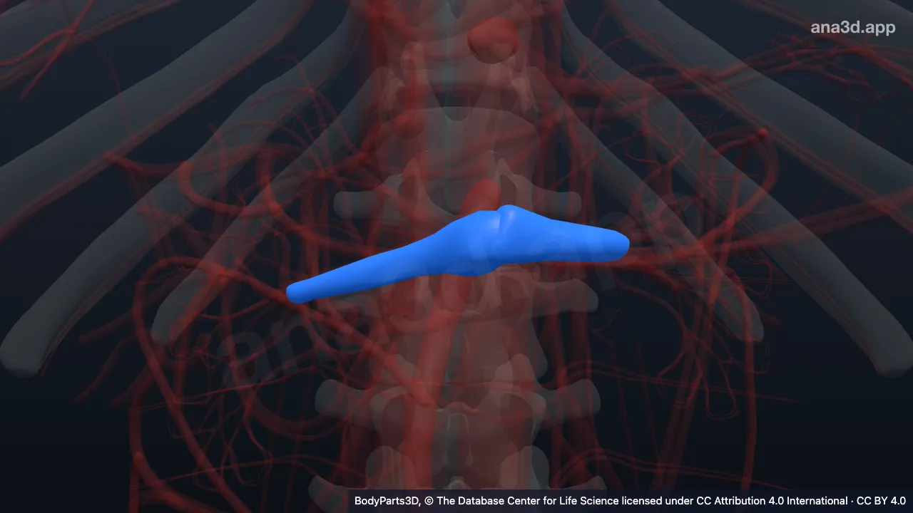 3D-Modell: Stamm der Arteria renalis