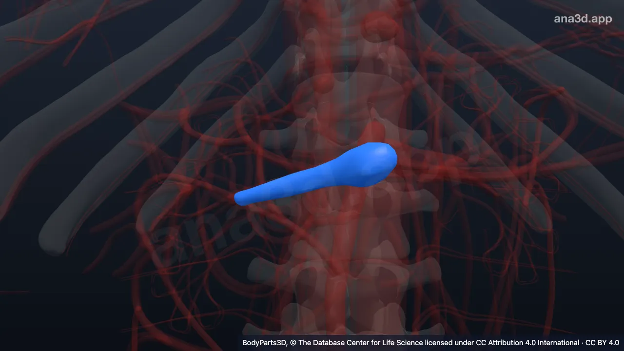 Model 3D: Trunkus arteri renalis kanan