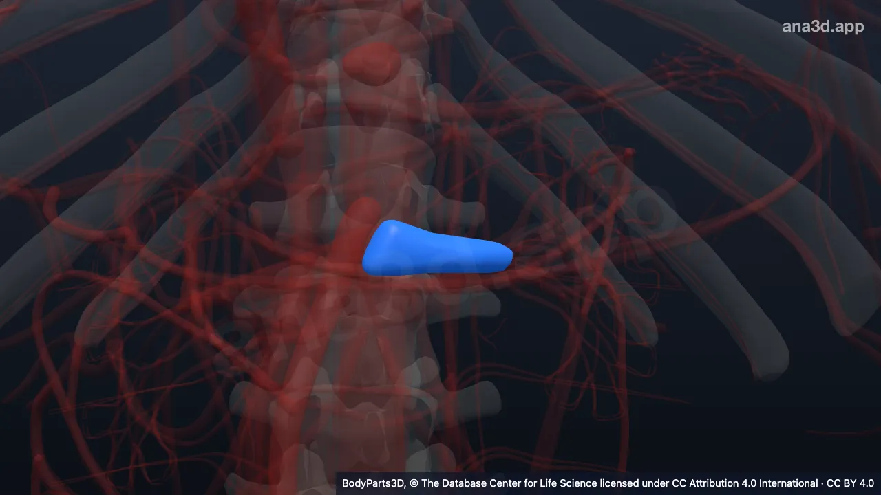 3D model: trunk of left renal artery