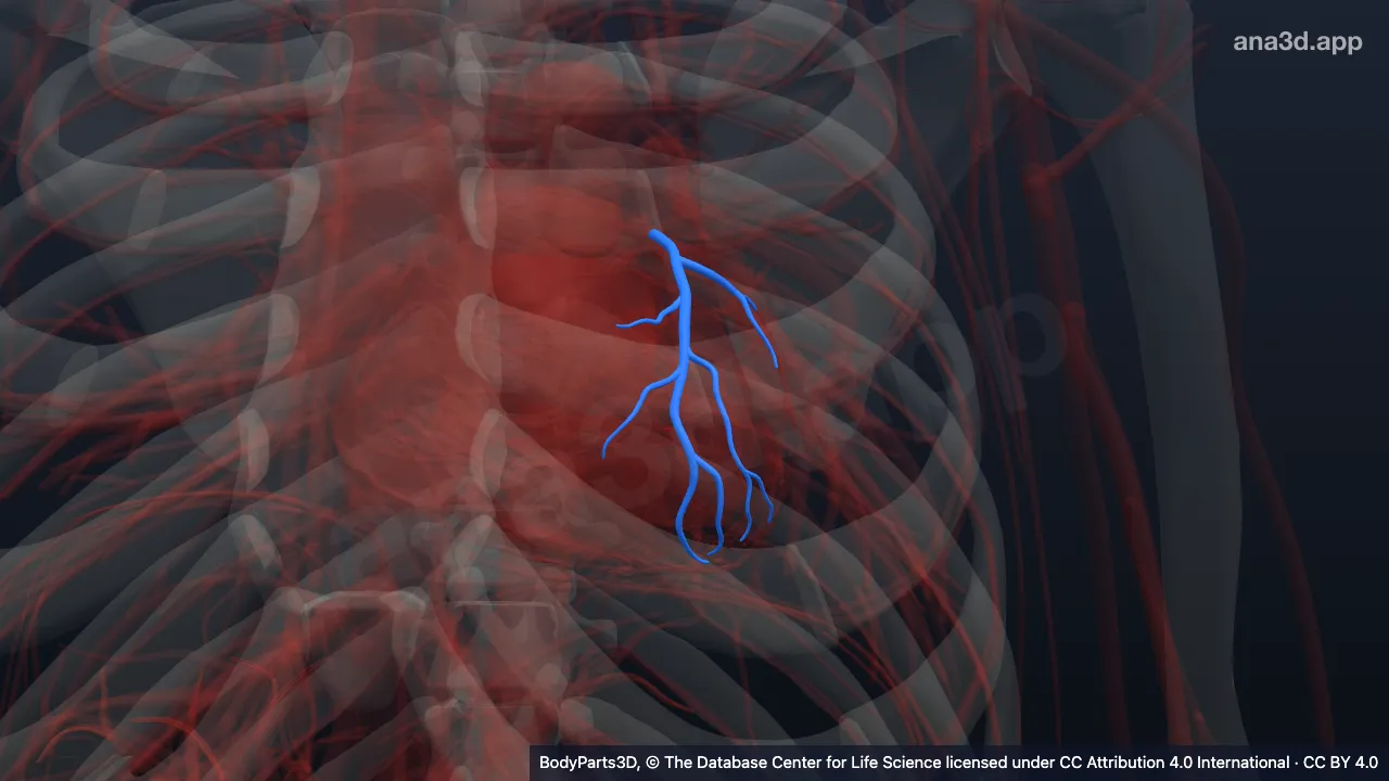 Modelo 3D: Vena interventricular anterior