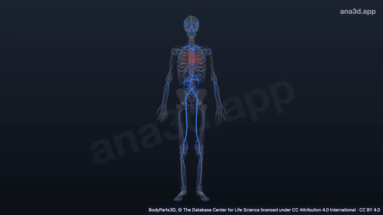 Model 3D: Arteri sistemik