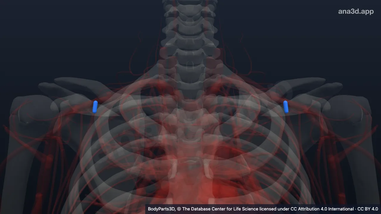 3D model: trunk of thoraco-acromial artery