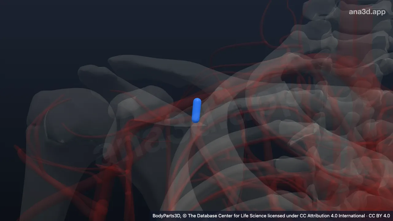 Modelo 3D: Tronco de la arteria toracoacromial derecha
