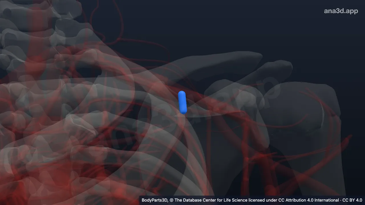 Model 3D: Trunkus arteri torakoakromialis kiri