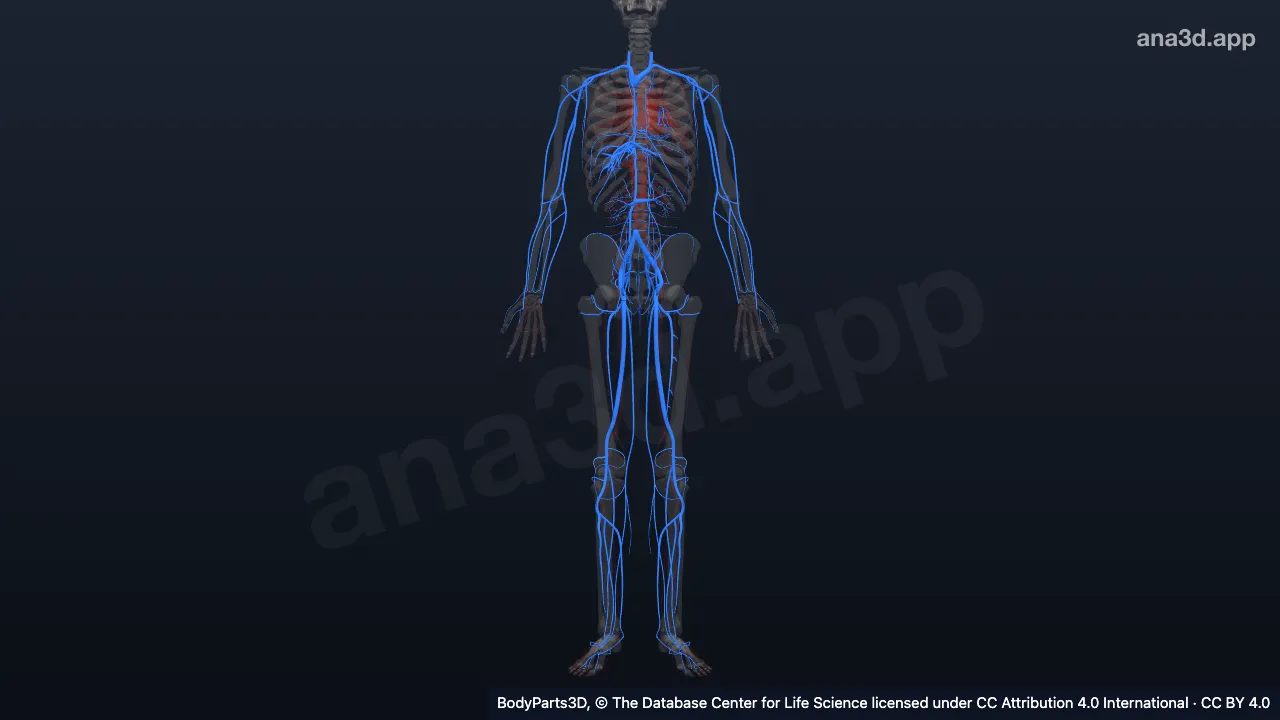 3D-Modell: Systemische Vene