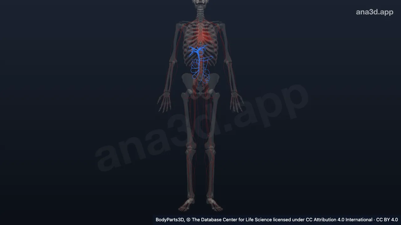 Modelo 3D: Veia porta
