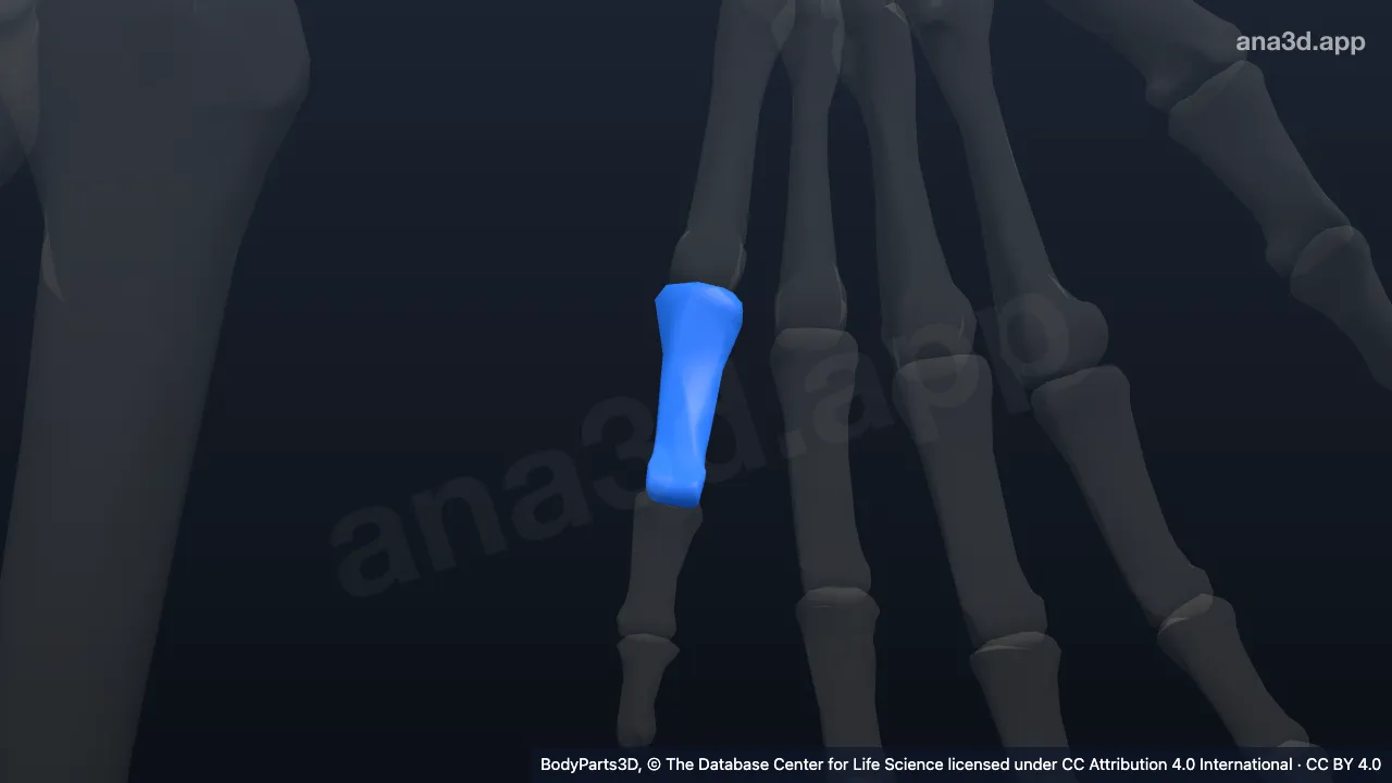 Modèle 3D : Phalange proximale de l'auriculaire gauche