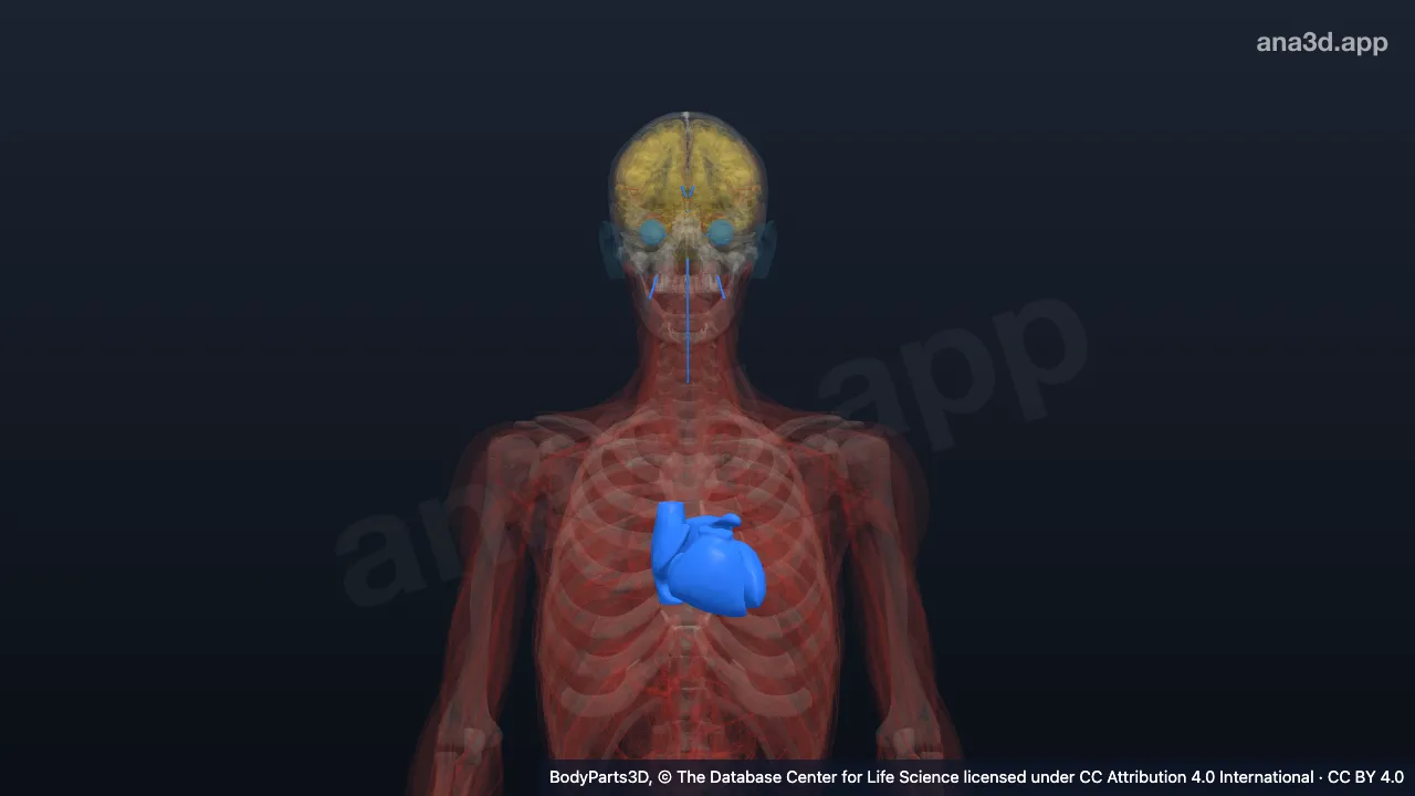 3D model: immaterial anatomical entity