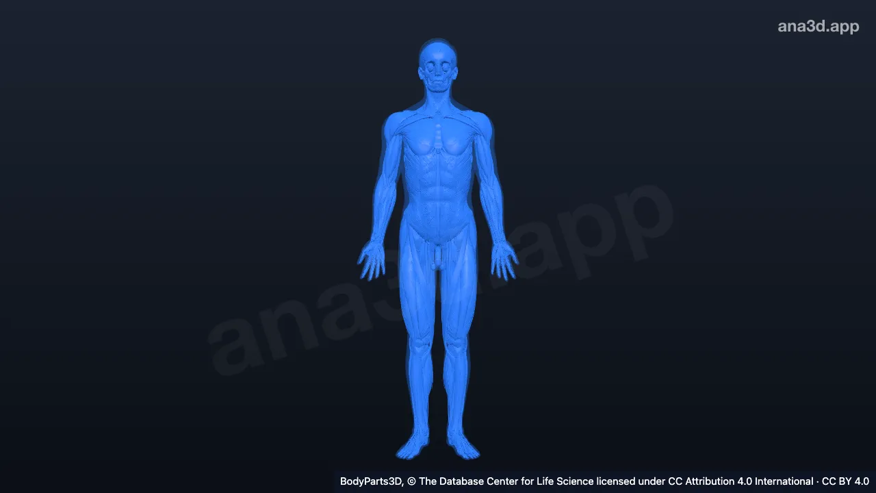 Modèle 3D : Structure anatomique