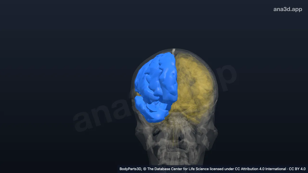 3D model: right cerebral hemisphere