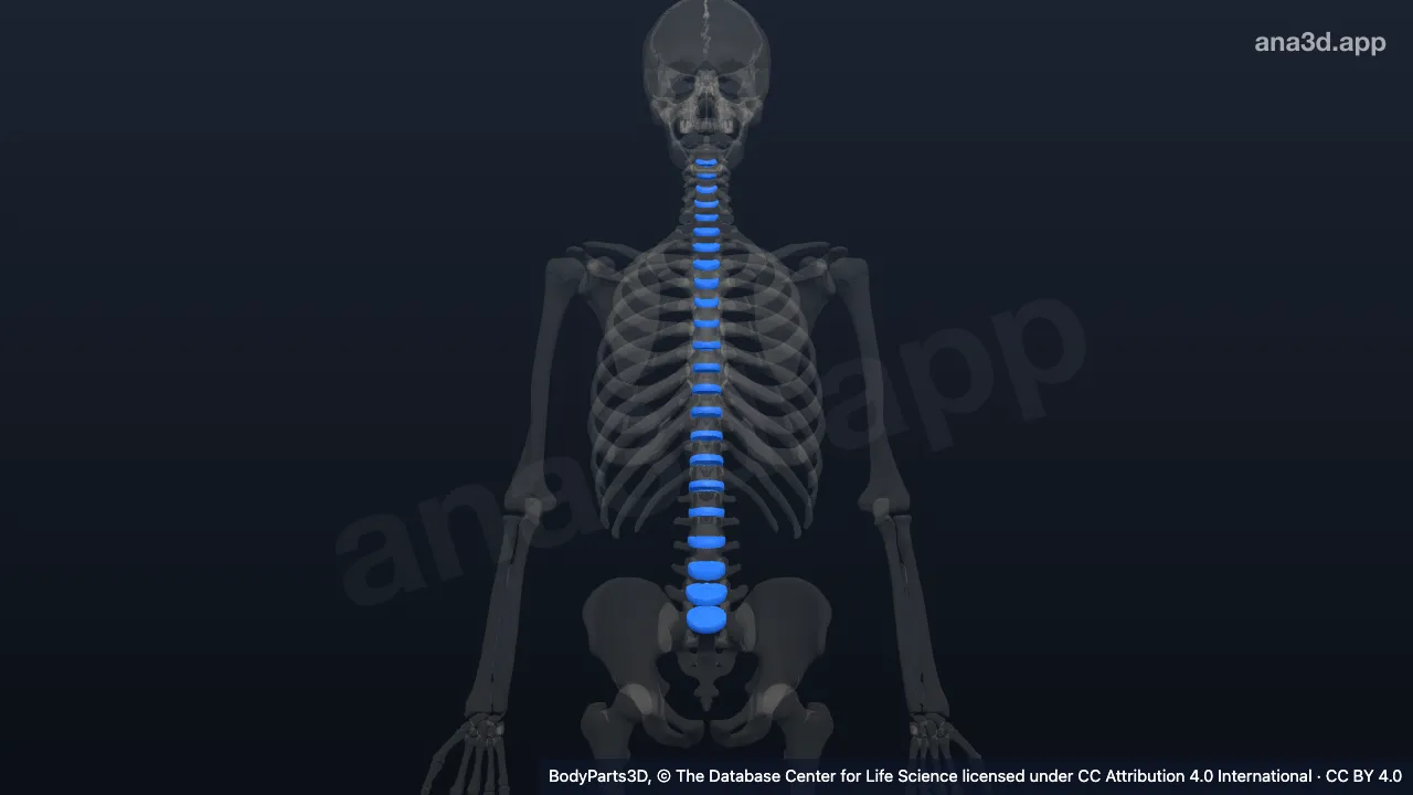 Modèle 3D : disque articulaire d'une symphyse