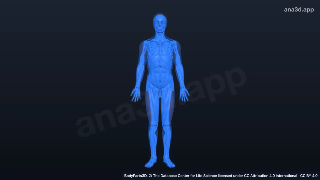 Modèle 3D : organe