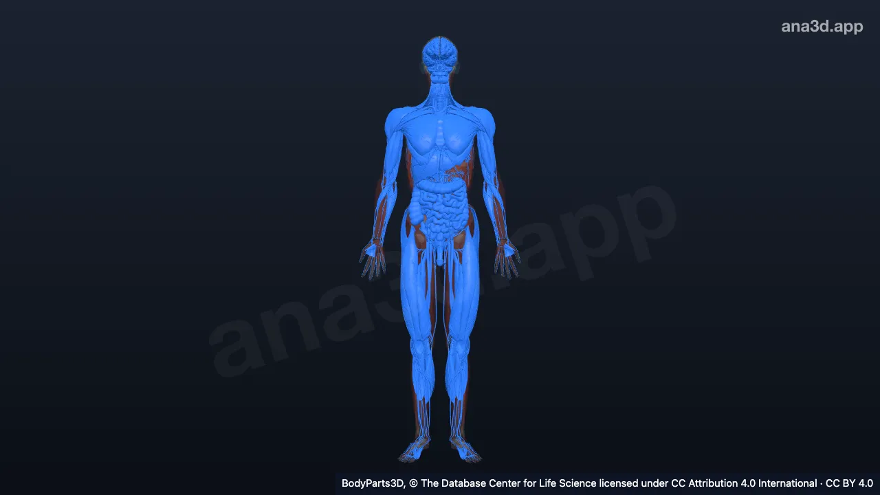 Mô hình 3D: Vùng của cơ quan