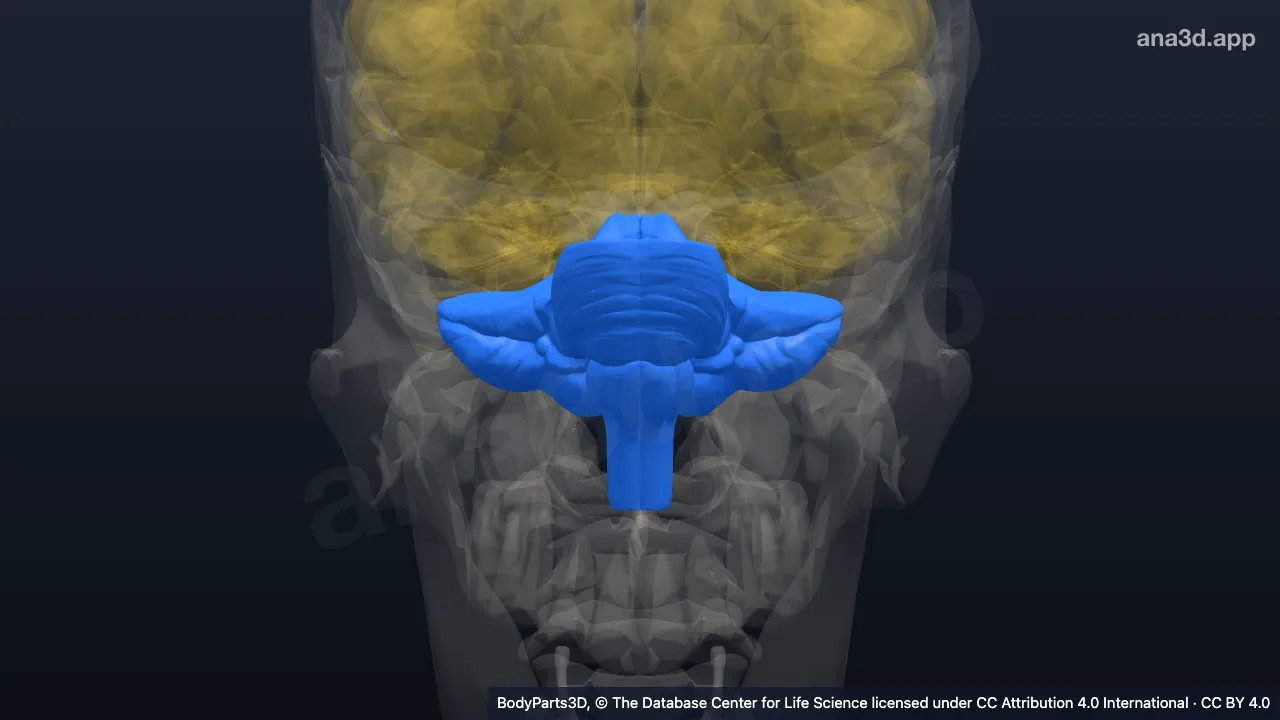 3D-Modell: Rautenhirn