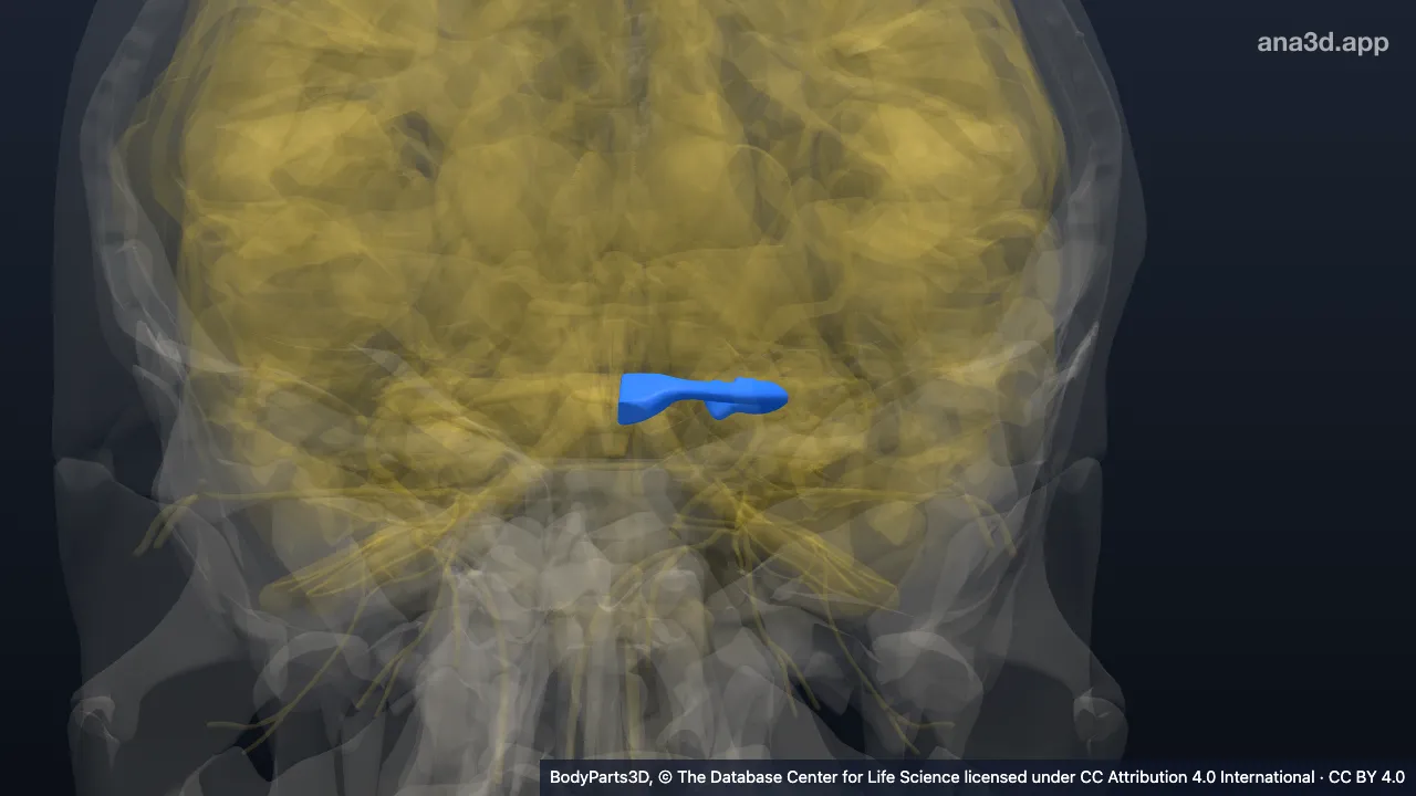 3D model: left optic tract