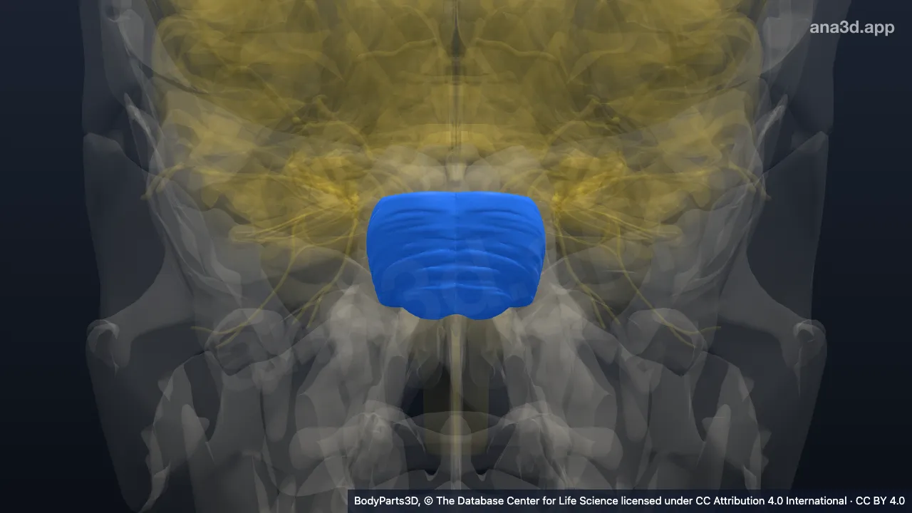 3D model: pons