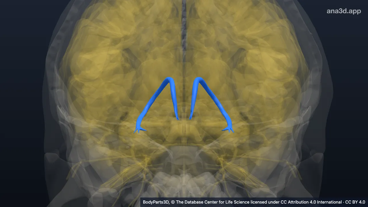 3D model: stria of telencephalon