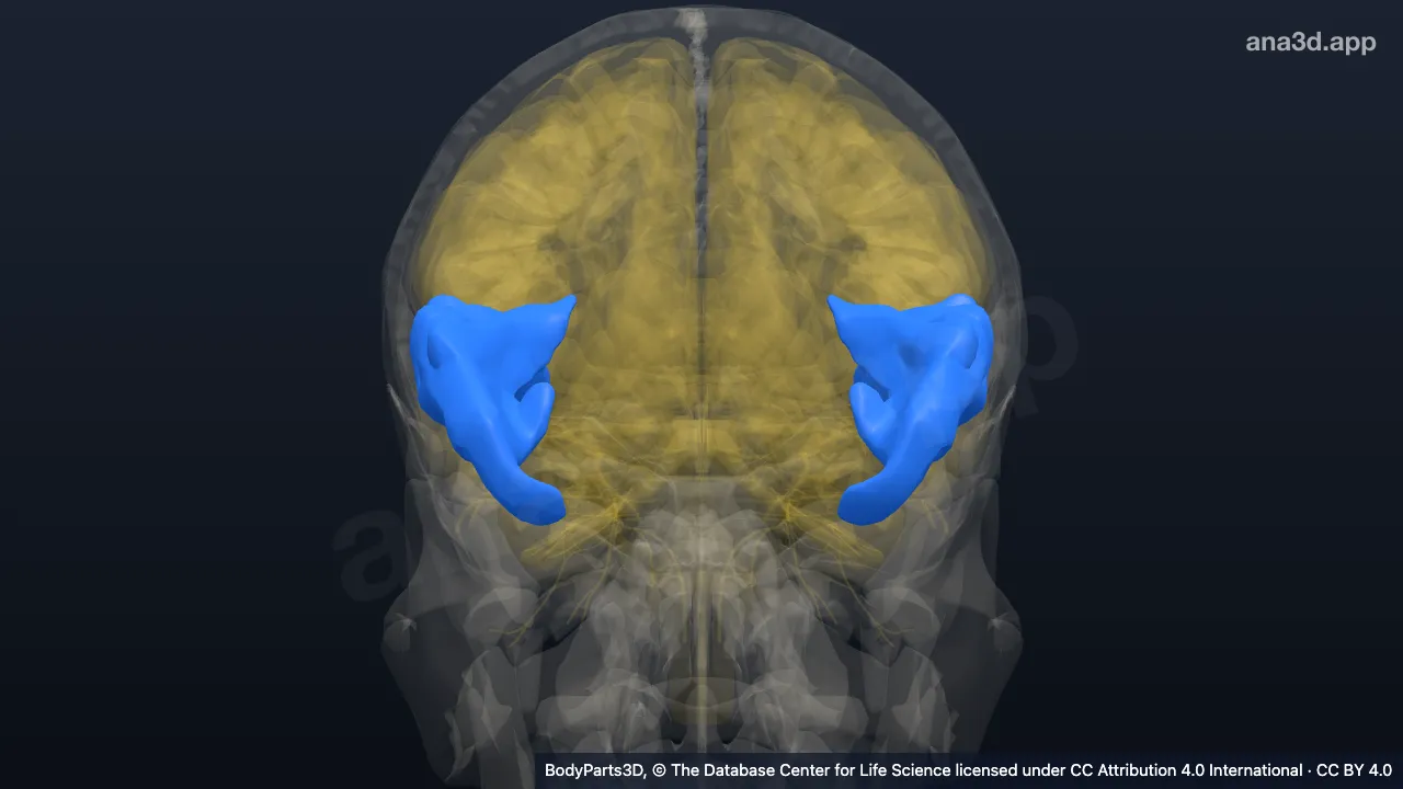 3D-Modell: Segment eines Gyrus der Großhirnhemisphäre