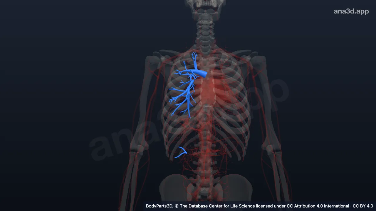 3D-Modell: Intrapulmonaler Teil der rechten Arteria pulmonalis