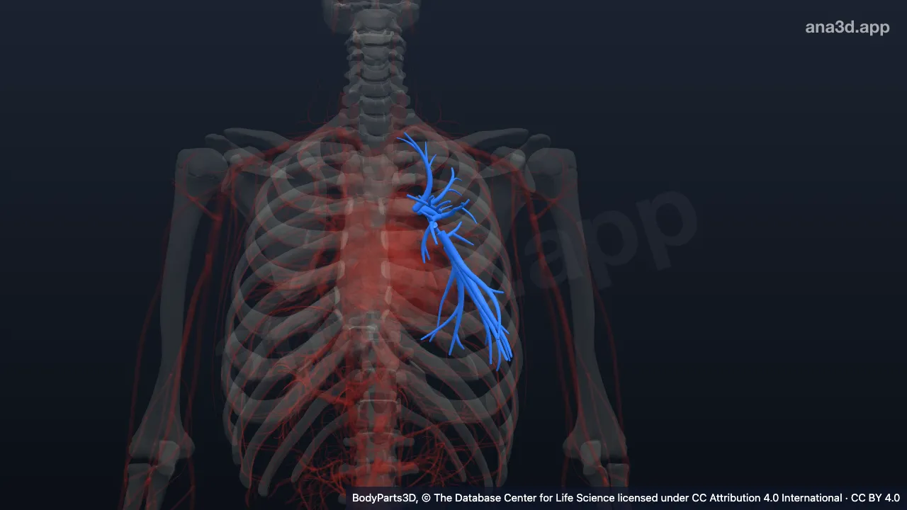 Modelo 3D: Parte intrapulmonar da artéria pulmonar esquerda