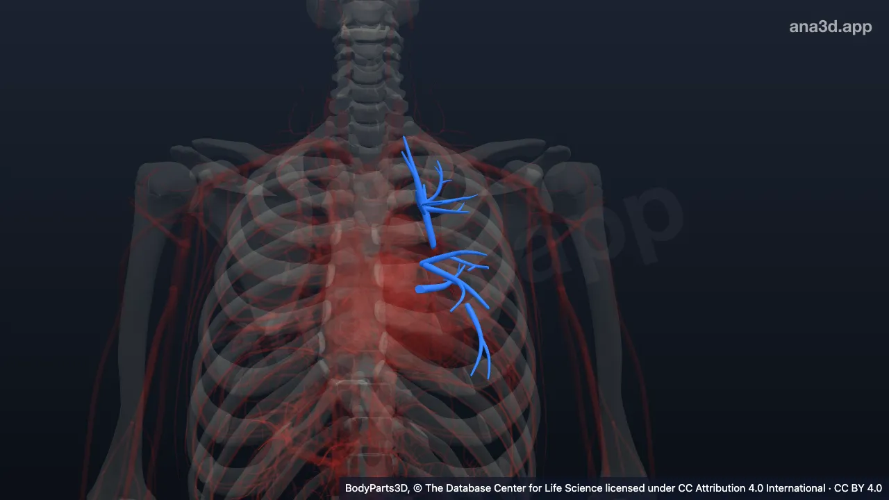 Modelo 3D: Parte intrapulmonar da veia pulmonar superior esquerda