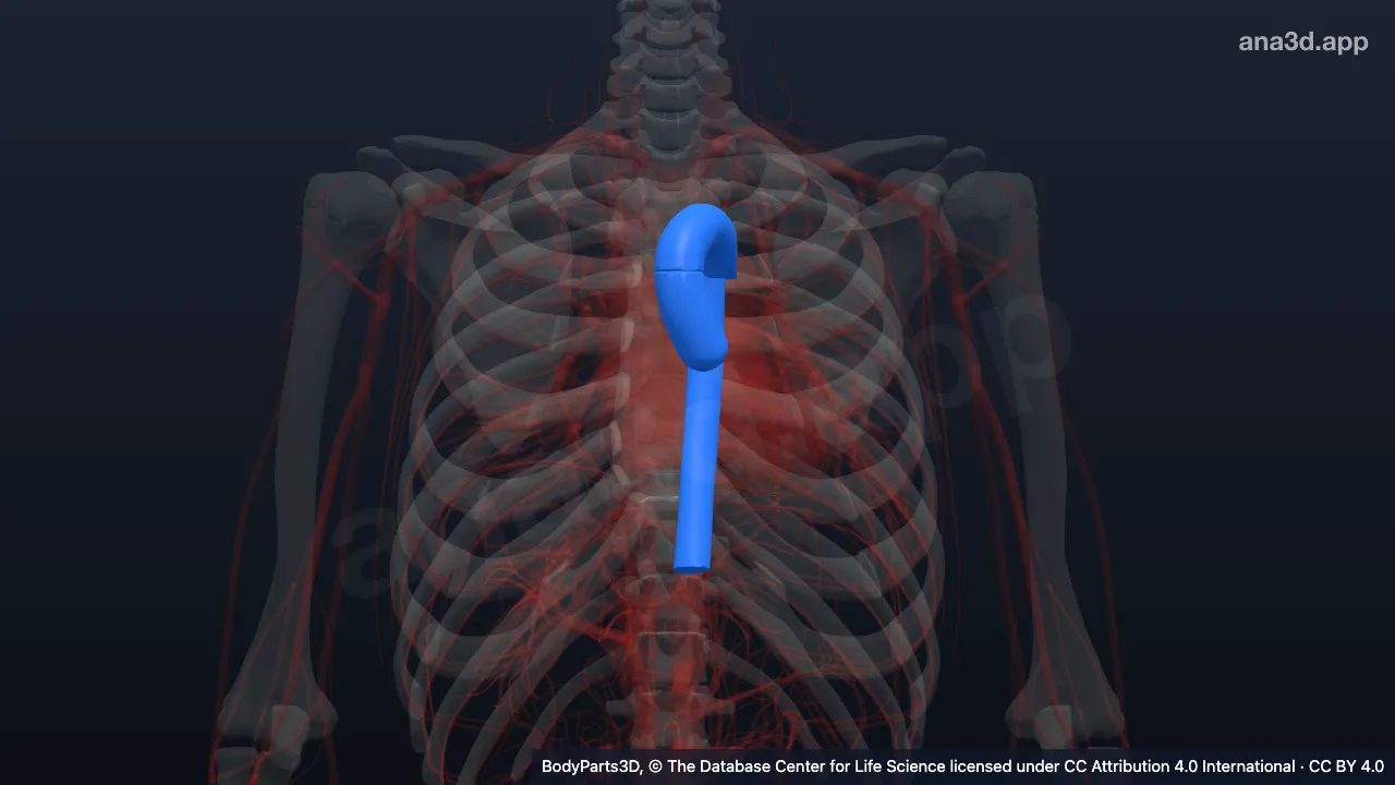 Model 3D: Segmen aorta torakalis