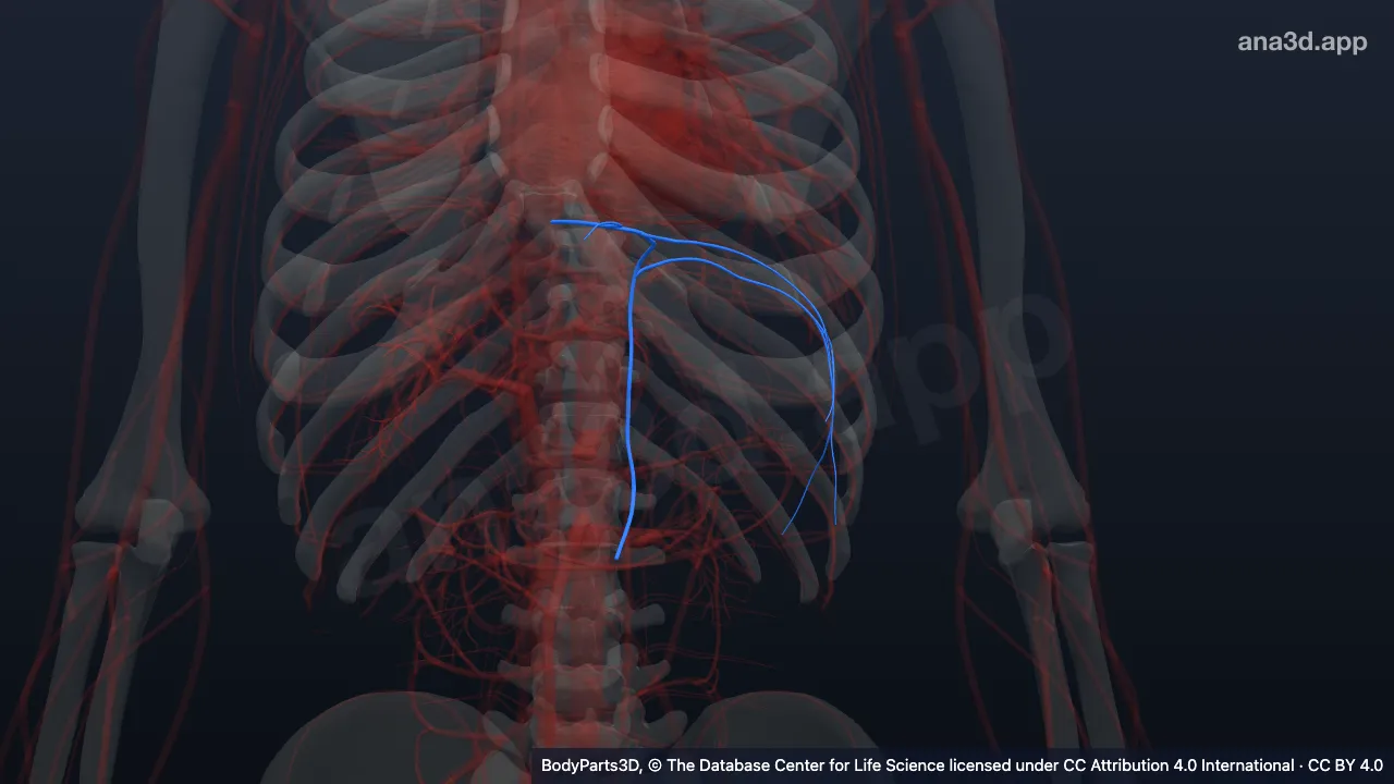 3D model: inferior phrenic vein