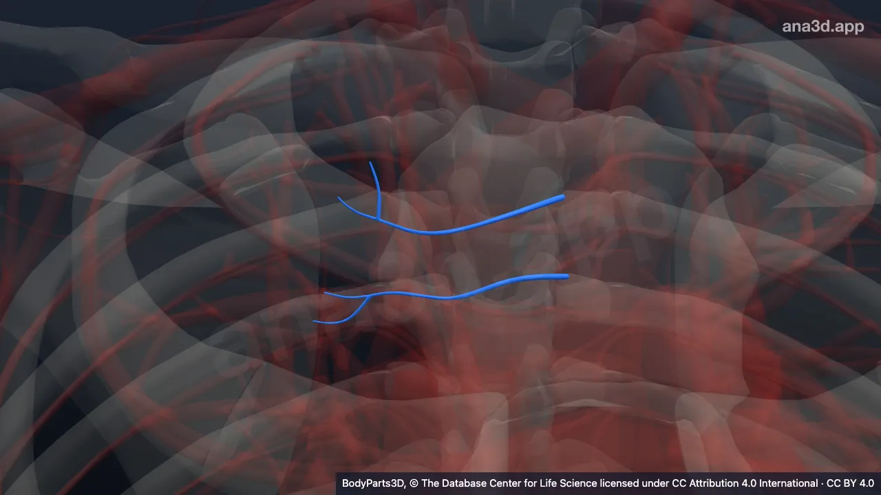 3D-Modell: Bronchialarterie