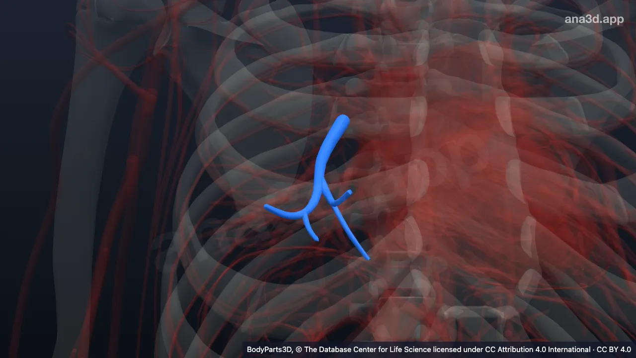 Modelo 3D: Artéria segmentar medial do pulmão direito