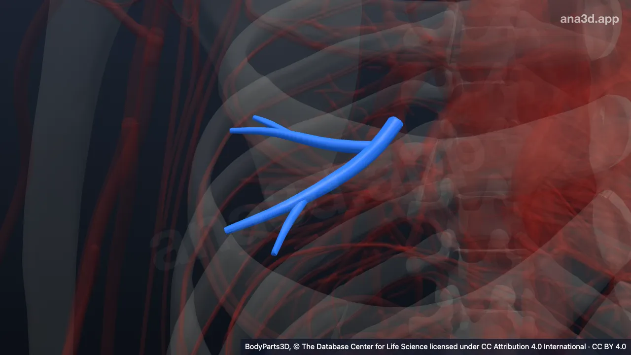 3D model: lateral segmental artery