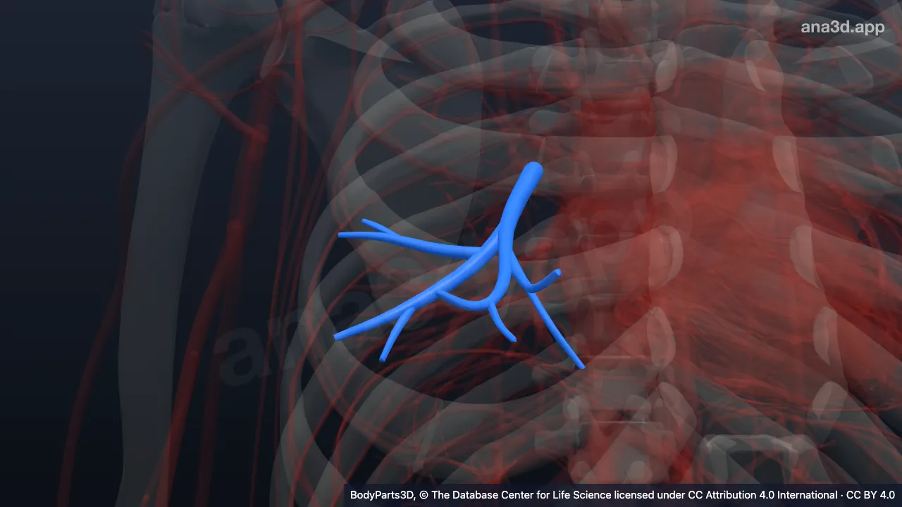 3D model: middle lobar artery