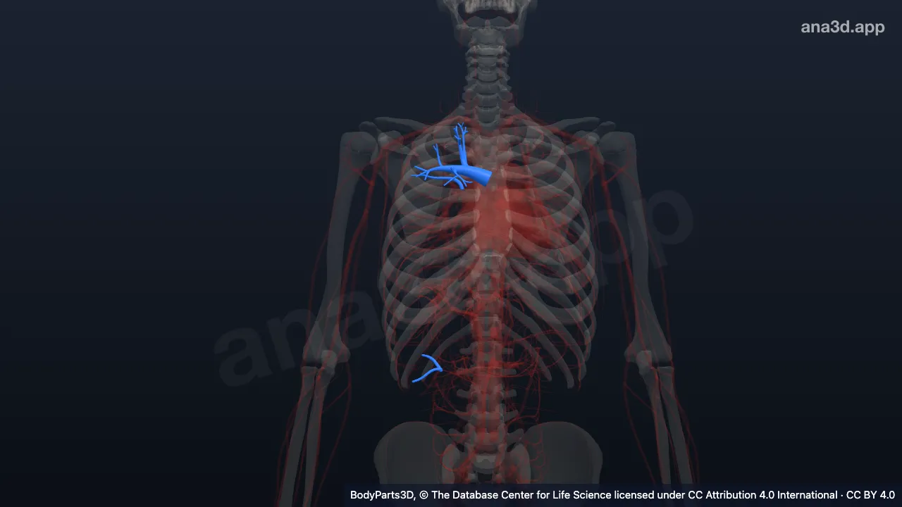 Modèle 3D : artère lobaire supérieure de l'artère pulmonaire droite