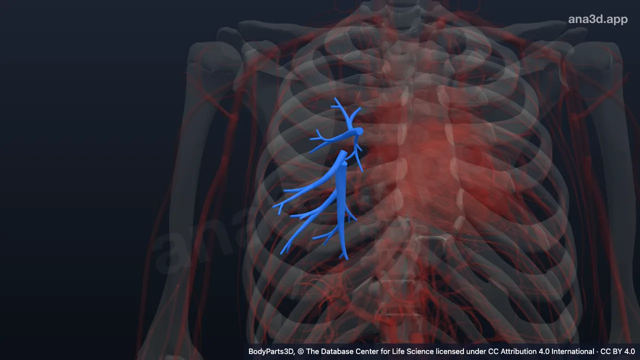3D model: right lower lobar artery