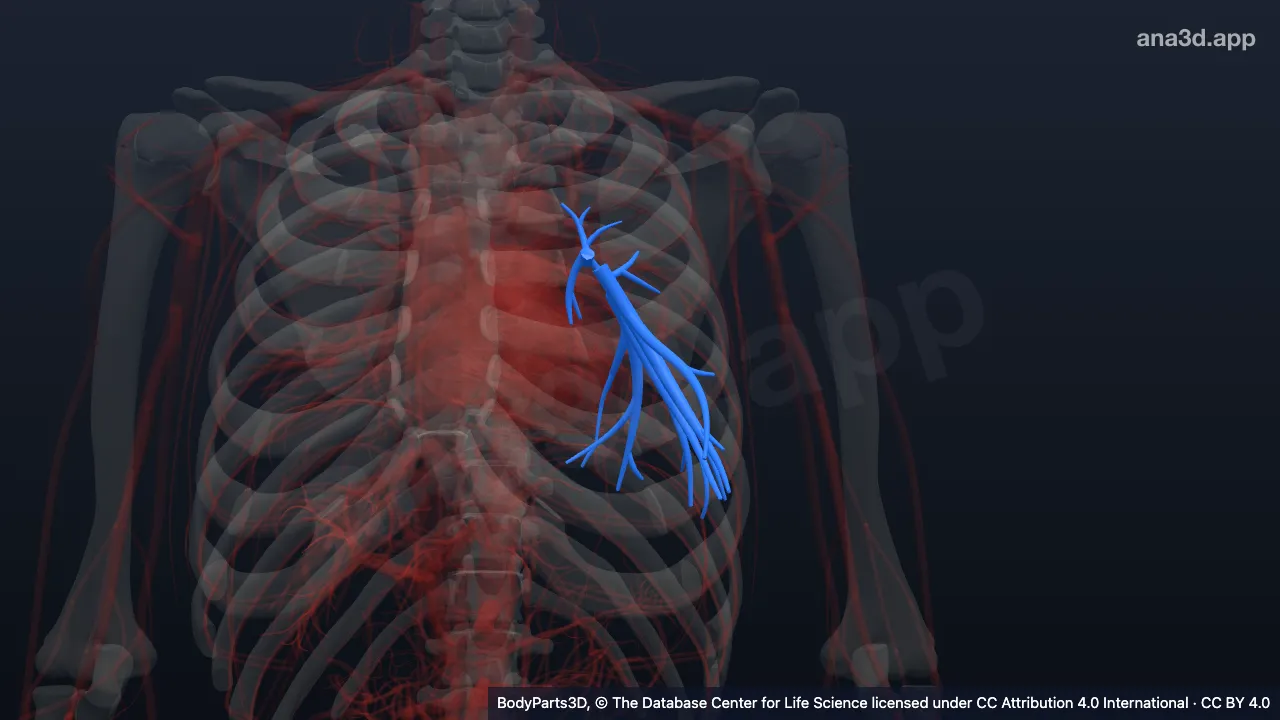 3D model: left lower lobar artery