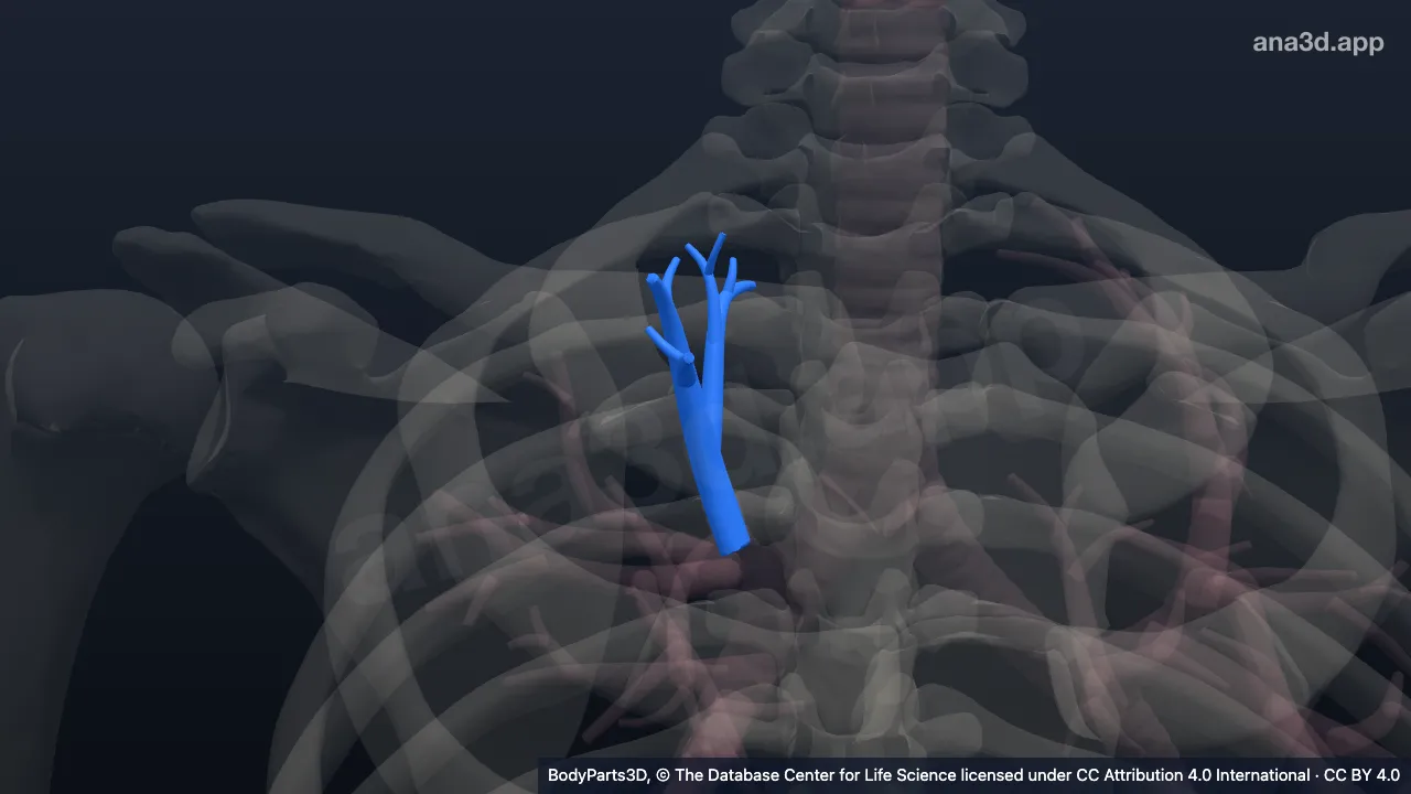 Modelo 3D: Árbol bronquial segmentario apical derecho