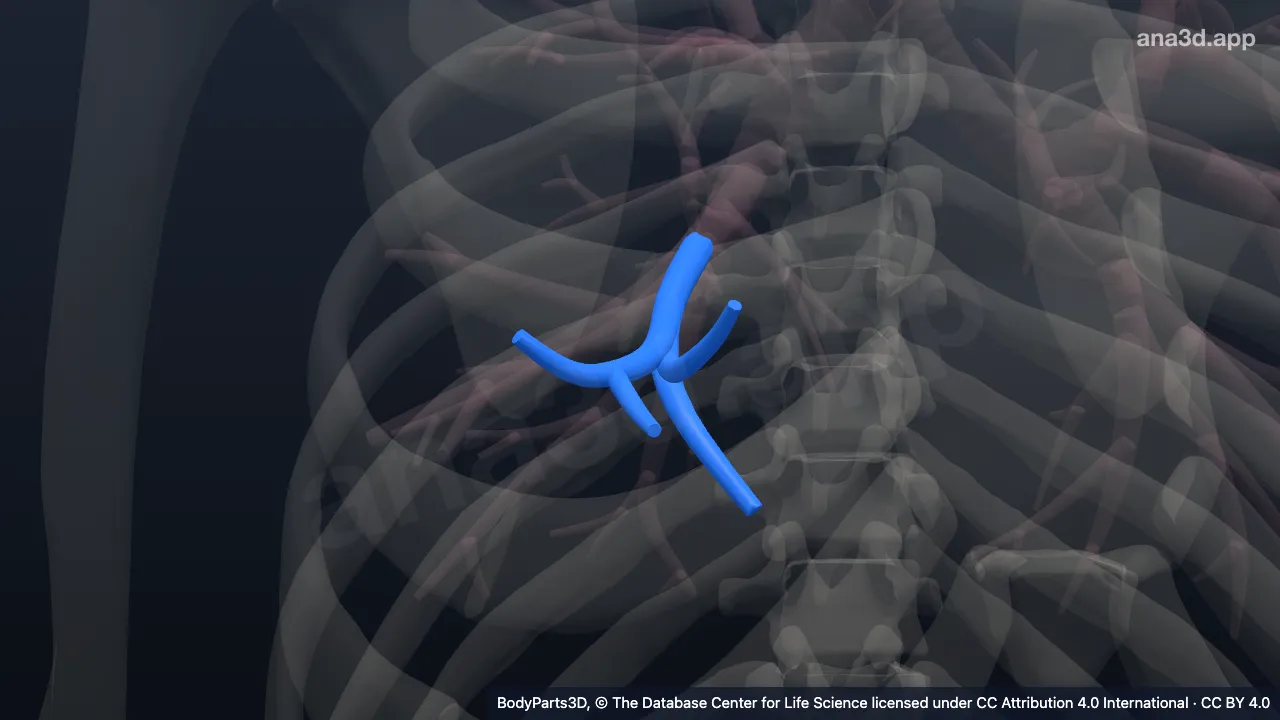 Modelo 3D: Árvore brônquica segmentar medial